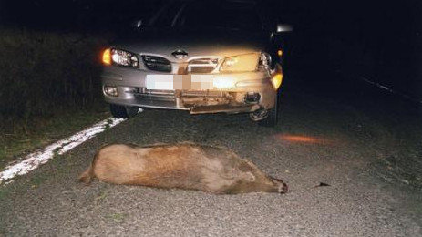 Ein Wildschwein verursacht einen weiteren Unfall auf Hauptzufahrtsstrasse nach Denia